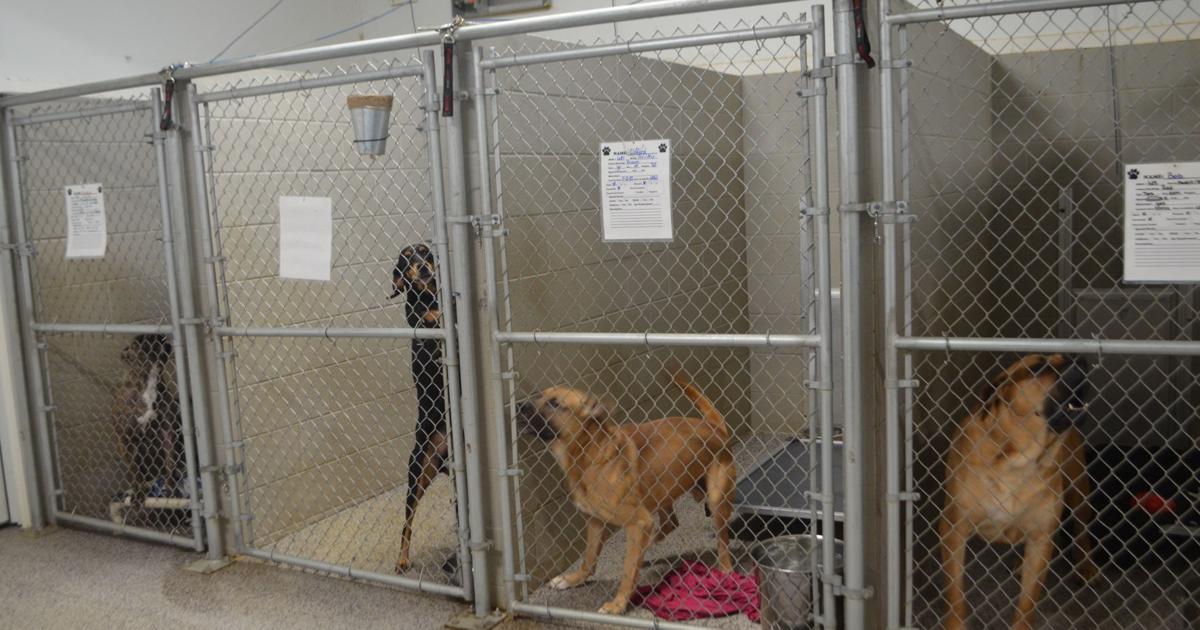 Animal shelter awash in homeless pets | Information Solar