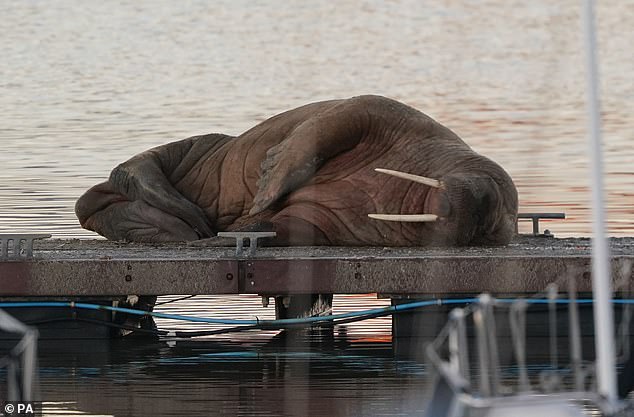 Thor the celeb walrus slips again into the water after delighting crowds throughout the British coast