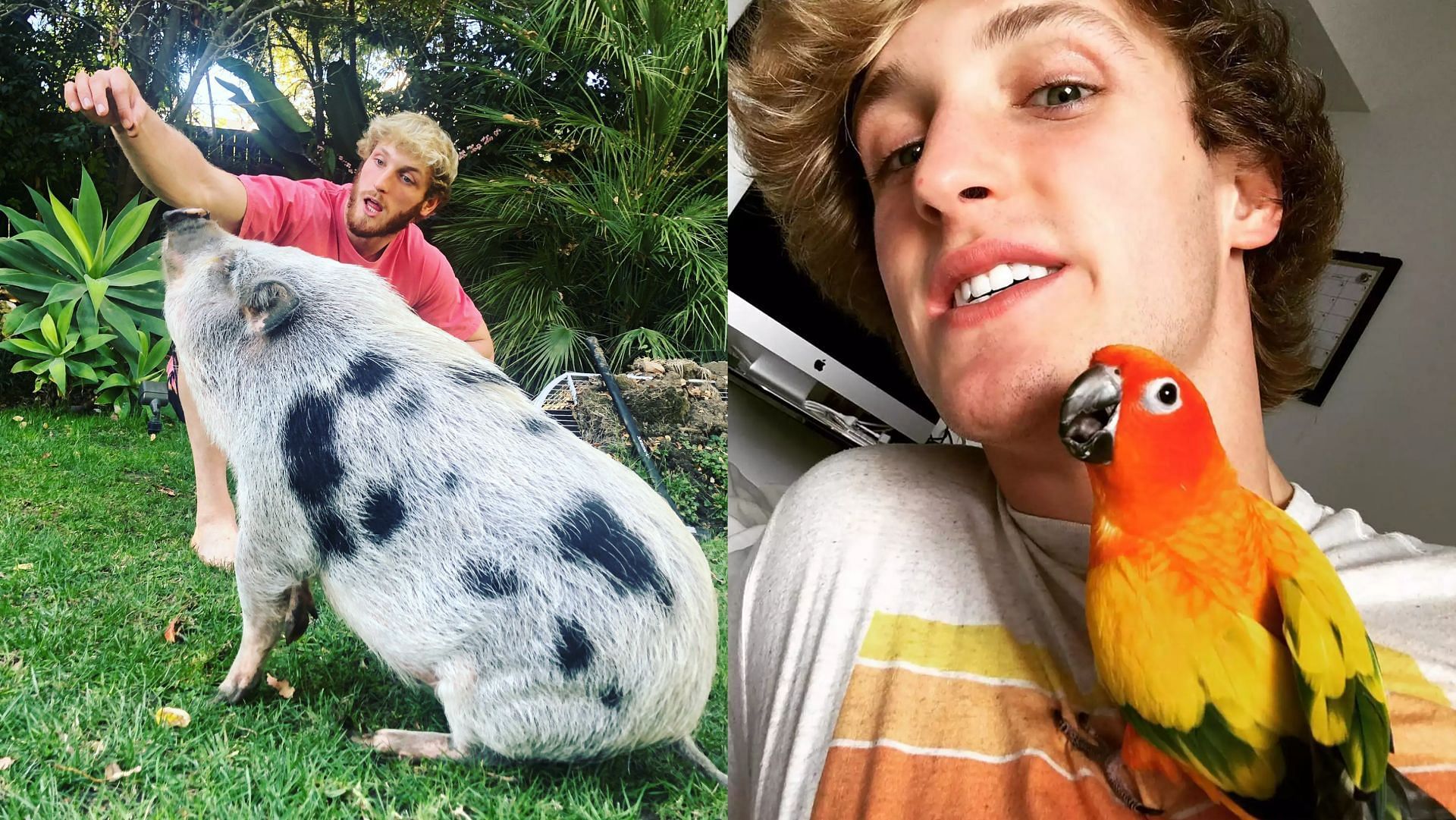 What pets does Logan Paul have? YouTuber’s pig Pearl discovered sick after allegedly being deserted