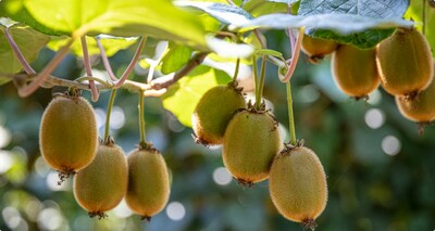 consumption of fruit and greens is rising as extra folks reside a wholesome way of life