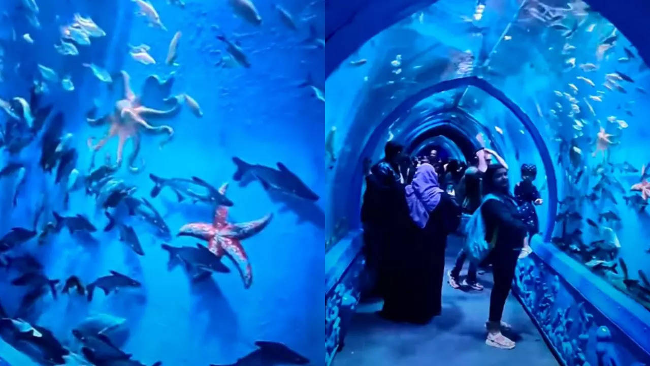 Sea tunnel aquarium with magnificent show of marine life turns into Nationwide Household Honest’s spotlight