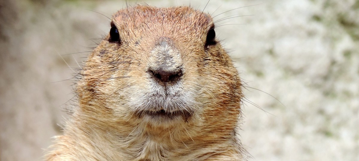 A Dizzying Array of Movie star Groundhogs, by Tracy Beckerman