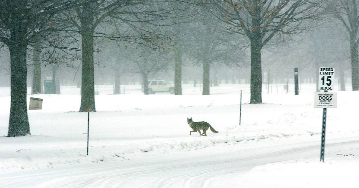 Some sensible tricks to maintain pets protected throughout coyote mating season