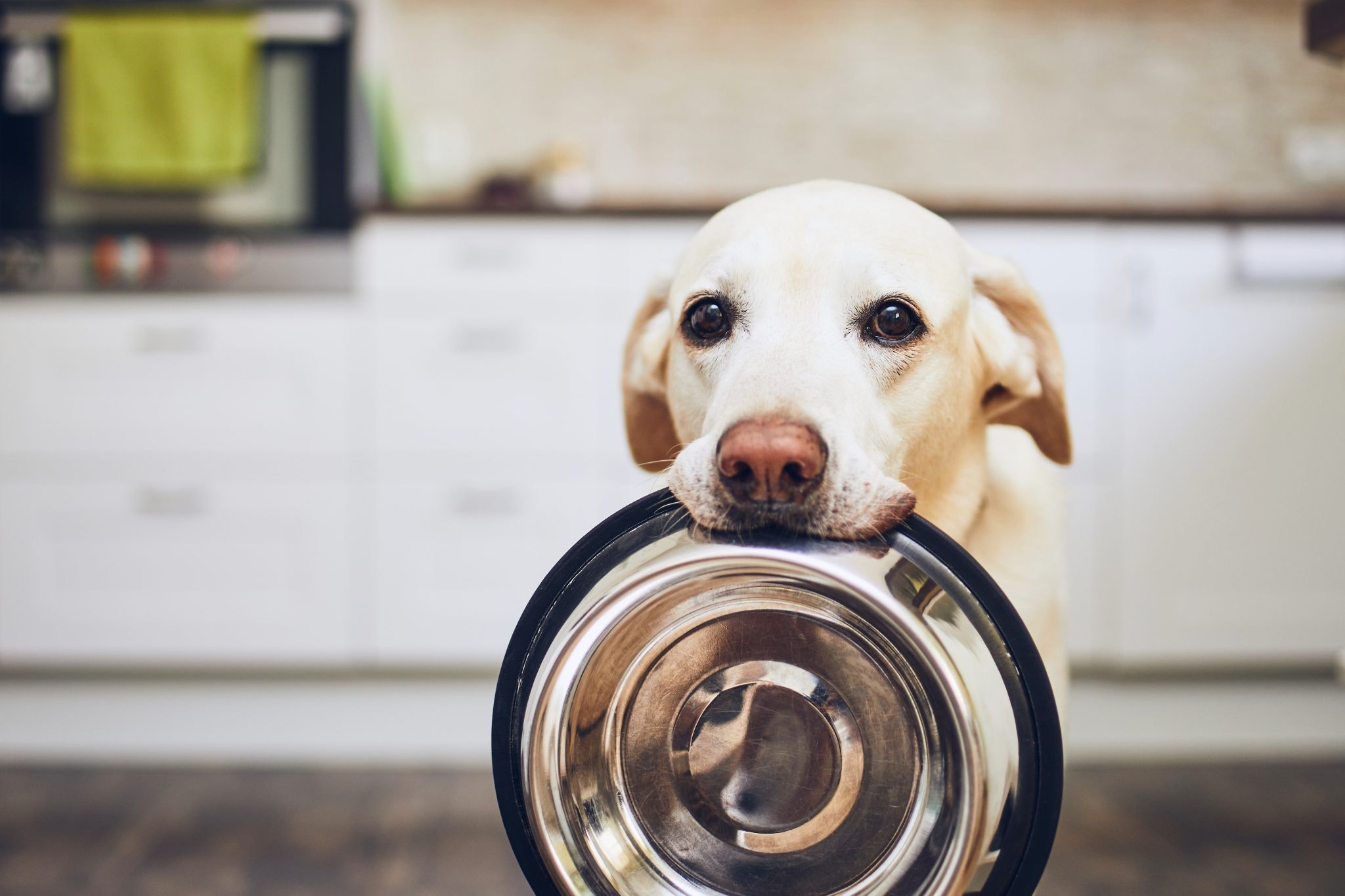 Uncooked pet meals: On the menu? – Sifted