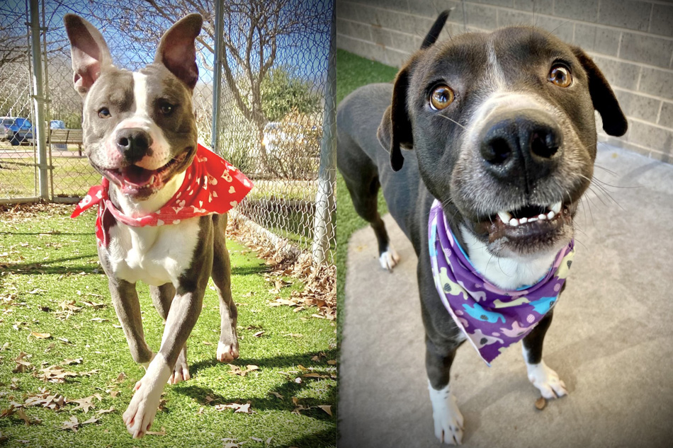 Pets of the Week – Meet Elvis & Bosco