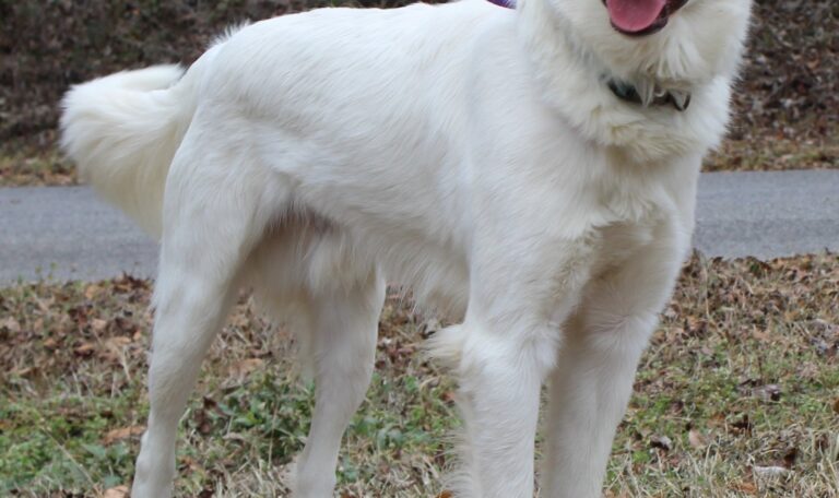 Bruce is a Nice Pyrenees that’s Leash-Educated and Is aware of Instructions – Elmore-Autauga Information