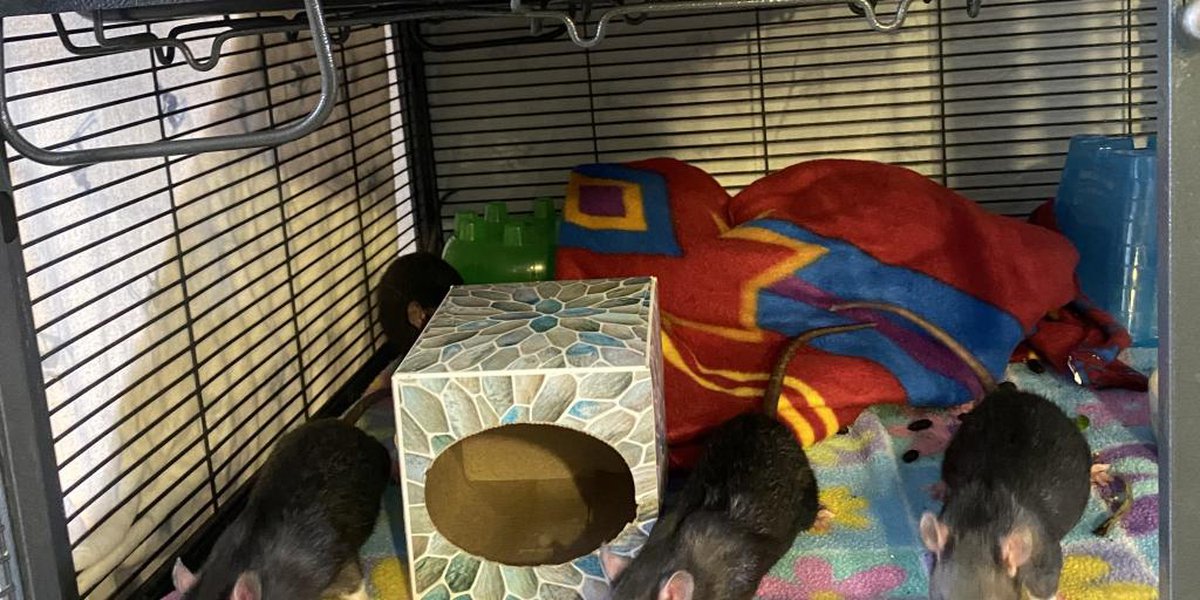 Pets with Potential: Meet the Frat Rats