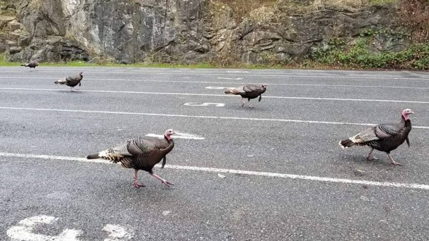 Orcas Island ferry riders skilled some surprising turkey leisure final week – KIRO 7 Information Seattle