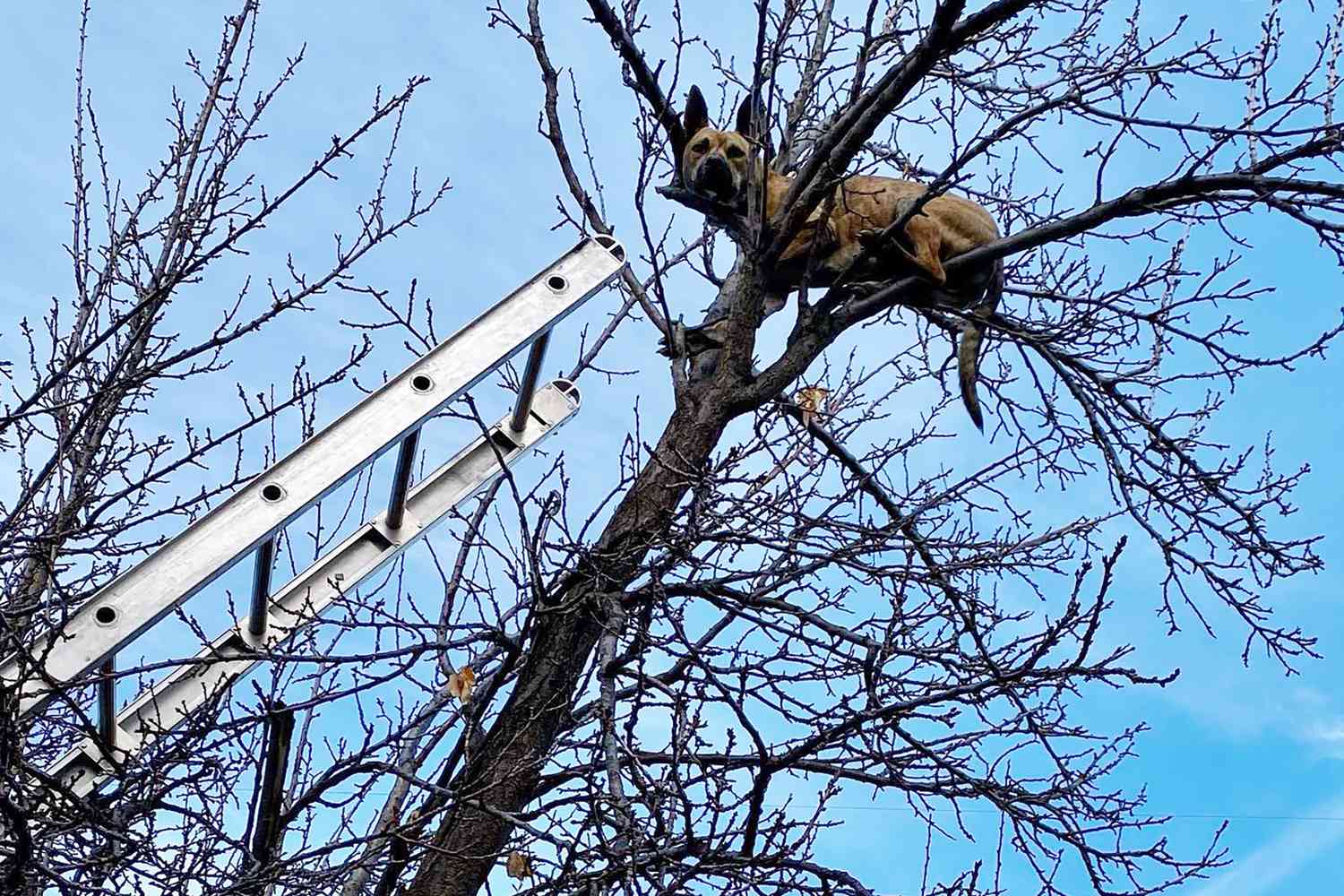 Idaho Canine Rescued from Tree After Chasing a Squirrel: Pictures