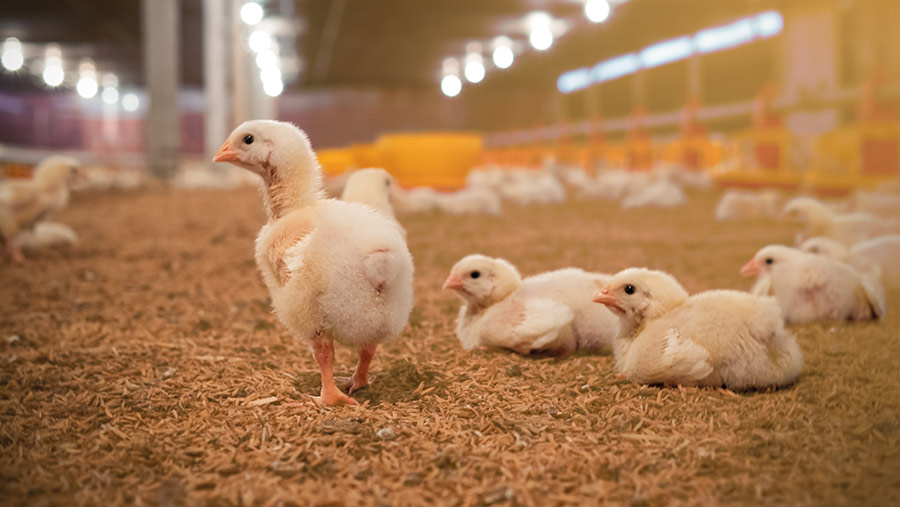 How biofilms can enhance litter high quality and fowl well being