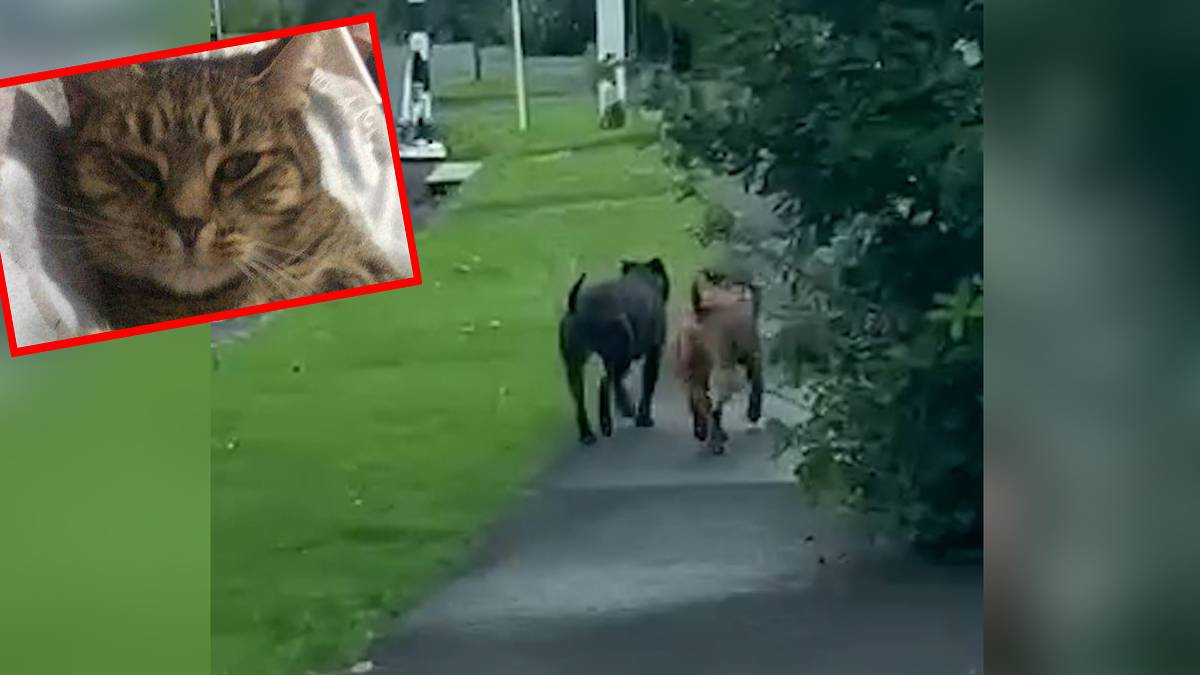 ‘Ripped aside’: Roaming canines kill 5 pet cats in East Auckland suburb