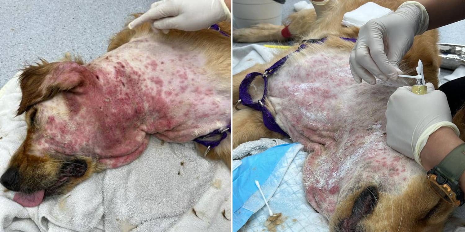 Canine Suffers Matted Fur & Contaminated Wounds After Boarding, Pet House owners Suggested To Select Trainers Fastidiously