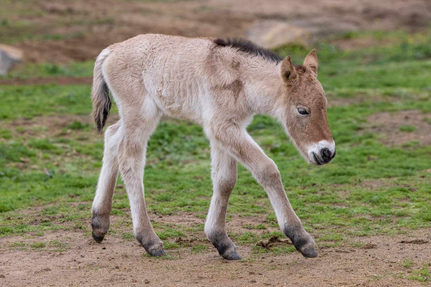 Critically Endangered Horse Species Born to Surrogate Utilizing Cloned DNA