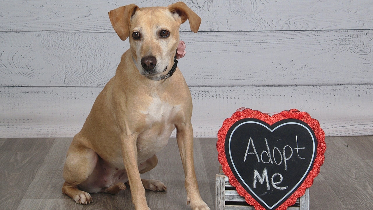 Adoptable senior pup in Kentucky stuns in lovely JCPenney pet portraits