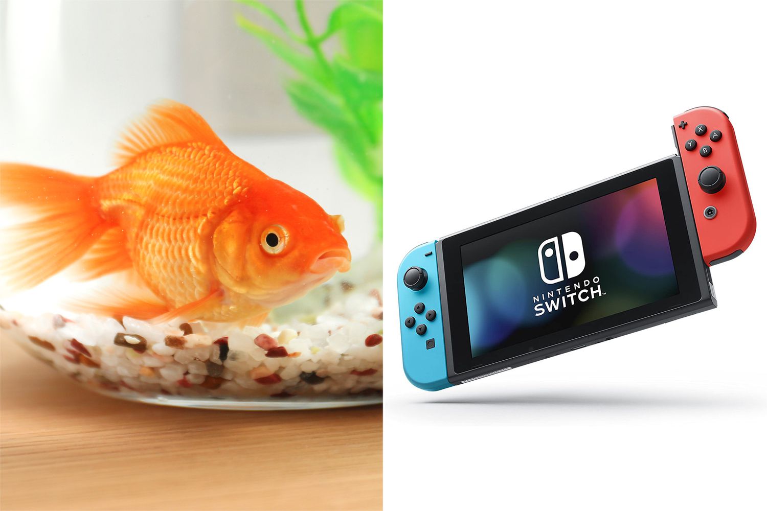 Japanese YouTuber’s Pet Fish Commits Credit score Card Fraud Towards Proprietor