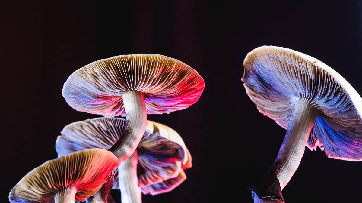 ‘It’s surprising’: Practically 100 magic mushroom possession costs laid in 5 years