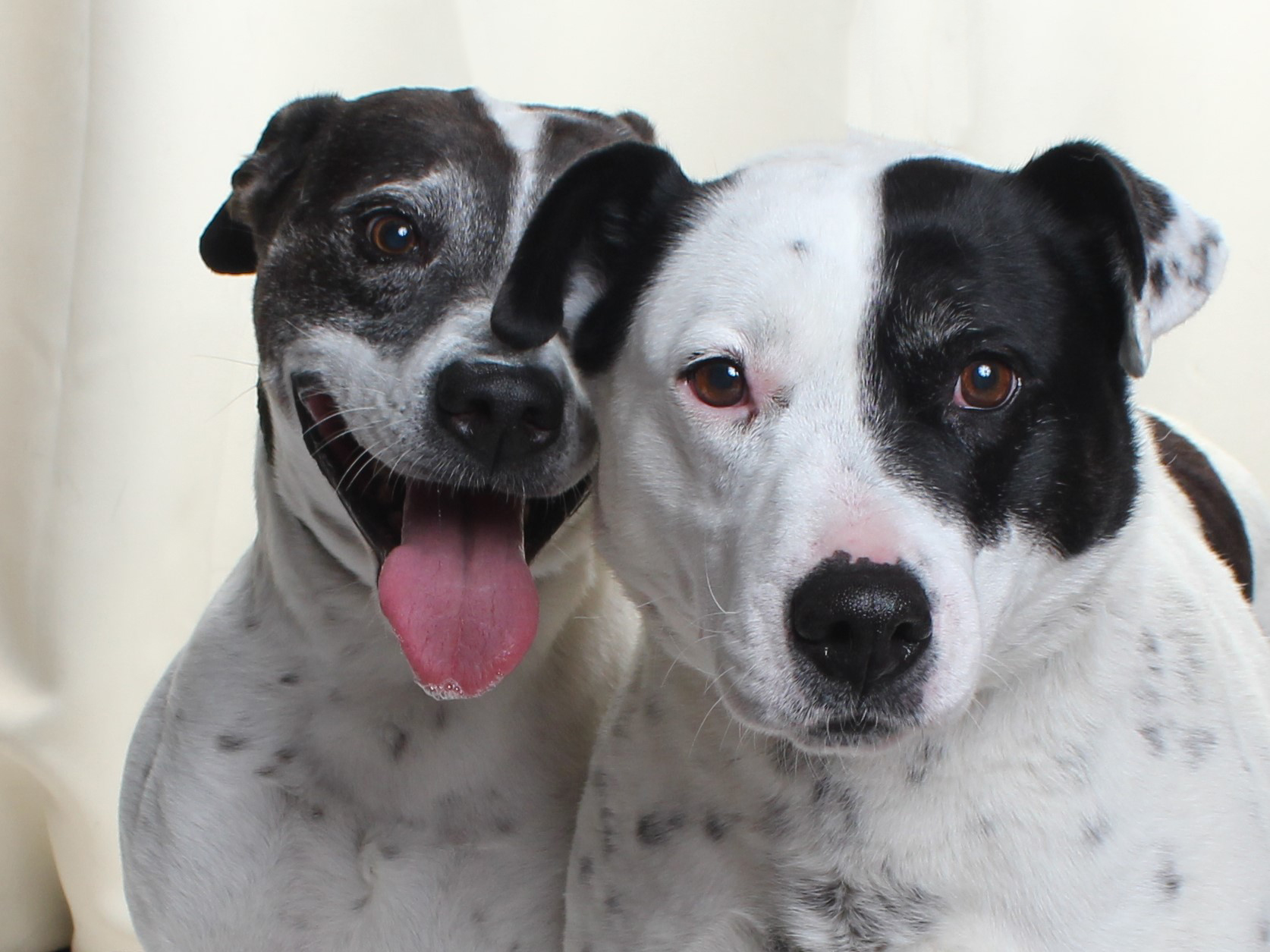 Adoptable Pets of the Week: Honey and Racer