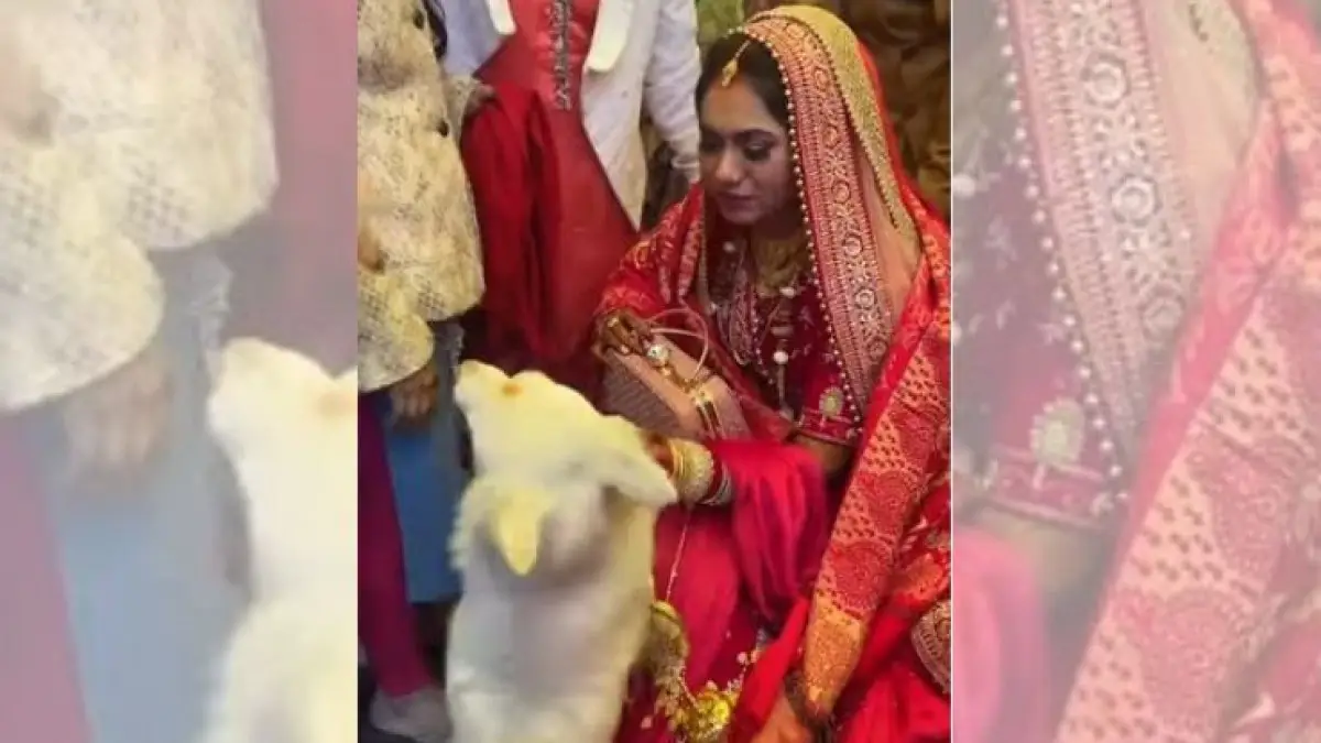 Pet canine refuses to let bride go to groom’s home after marriage – Watch emotional video