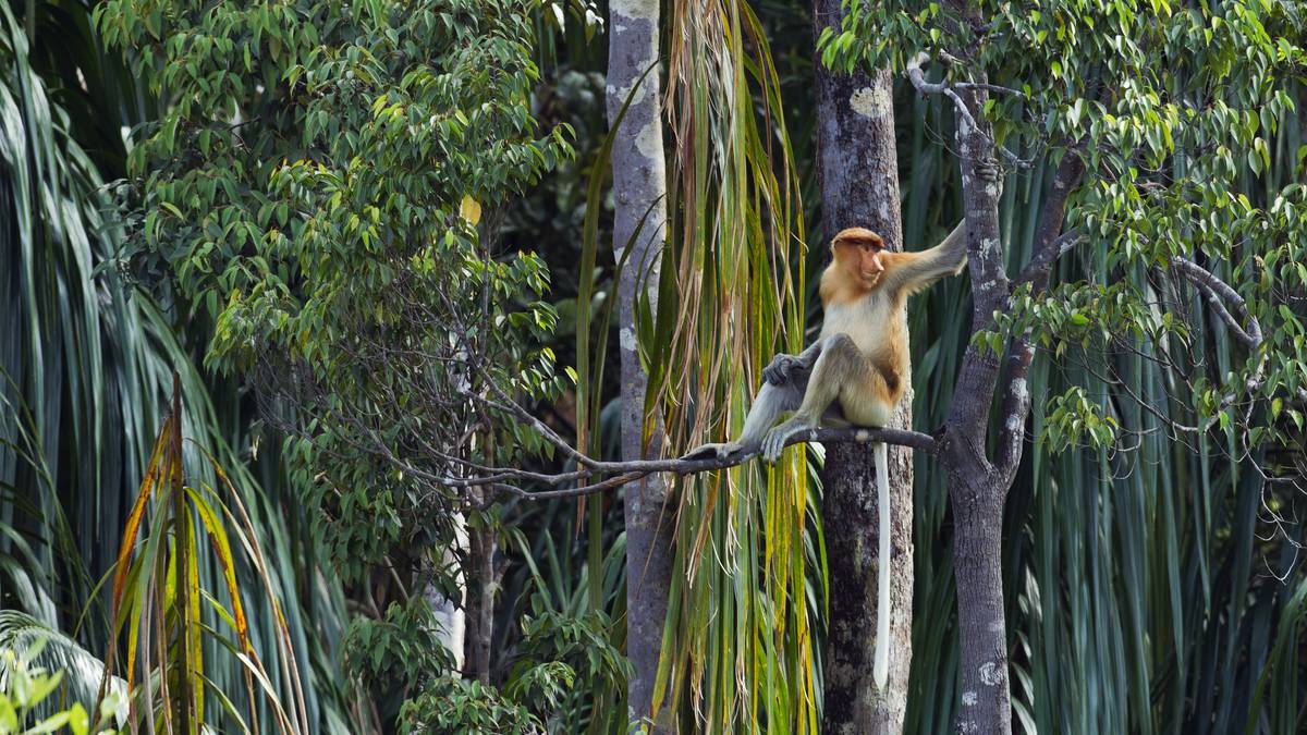 Discover earlier than the hordes: Malaysia’s lesser-known journey vacation spot