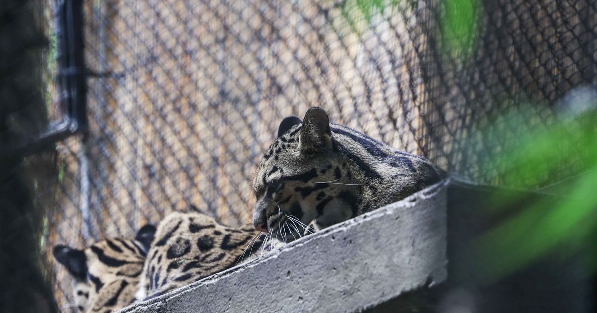 As clouded leopard search continues, Dallas Zoo says space pets are at no ‘higher threat’