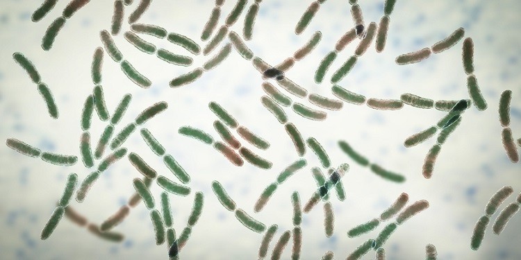 Microbiome magnificence house hampered by misinformation and in want of standardisation – BiomeCentric CEO