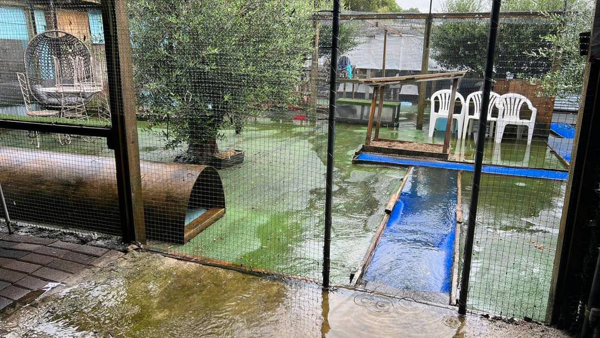 Auckland flood: ‘Heartbreak’ of misplaced pets; flooded paddocks, sanctuaries; animal rescue groups on floor