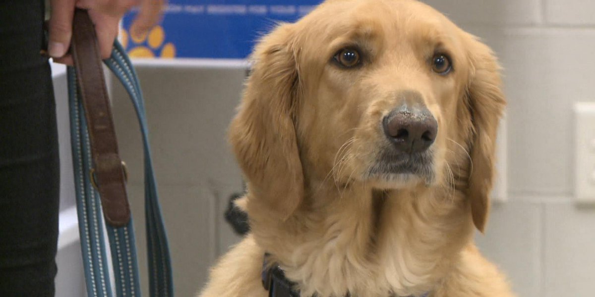 Humane Society of Elkhart County in pressing want of pet meals donations