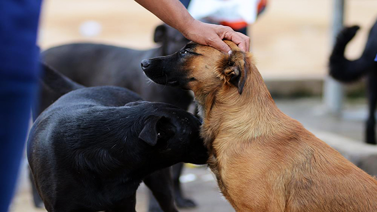 House owners urged to make sure pets cared for amid heatwave – SABC Information