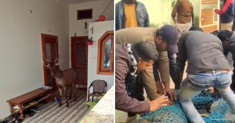 Video Of Sambar Deer Being Rescued Goes Viral