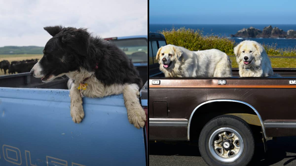 Australian state bans drivers from letting pets sit unrestrained at the back of a ute