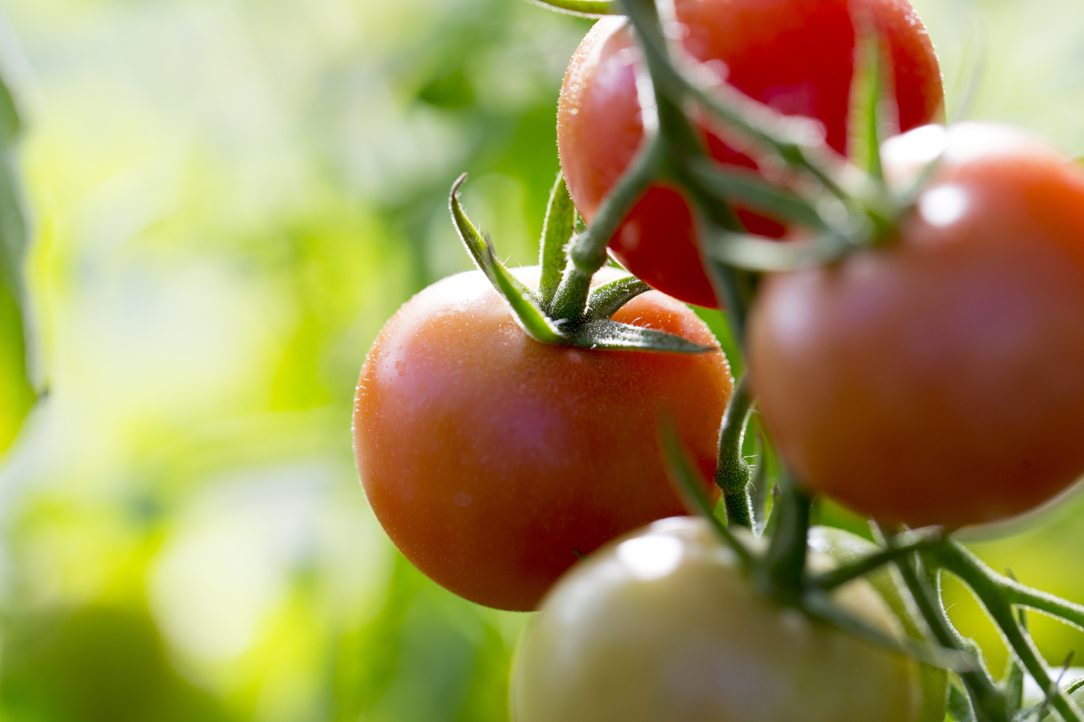 Tomato extract could enhance coronary heart well being by way of intestine microbiota