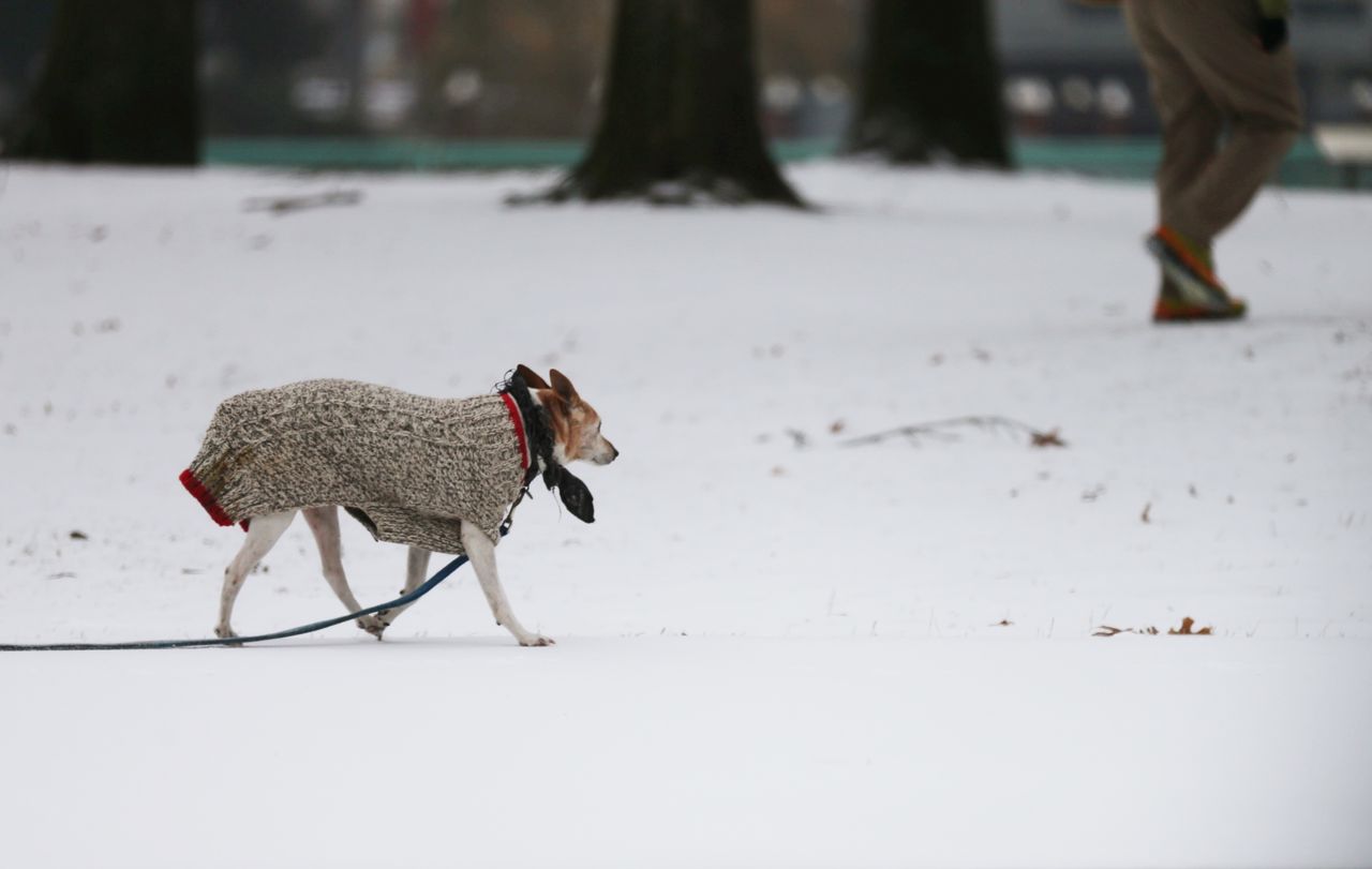 Multnomah County Animal Providers gained’t take stray pets for per week