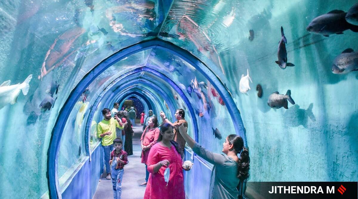 In footage: The Sea Tunnel Aquarium in Bengaluru gives beautiful 360 diploma views of unique marine life