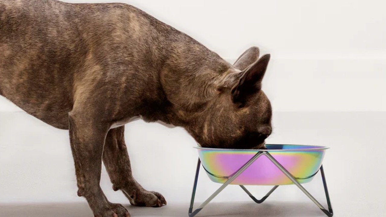 20 Greatest Canine Bowls To Purchase For Your Pets In Australia