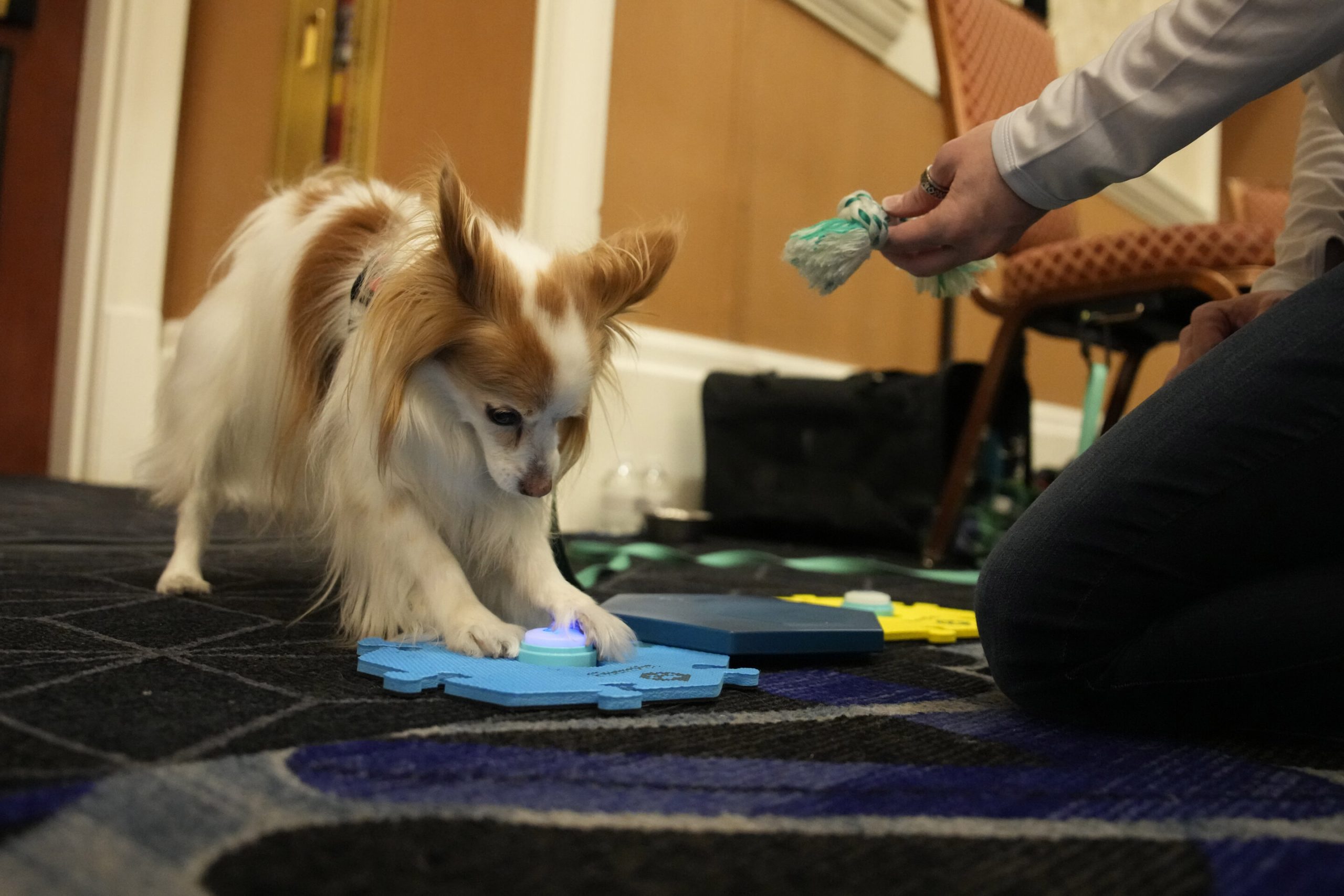 Pet tech’s sensible collar, litter robotic