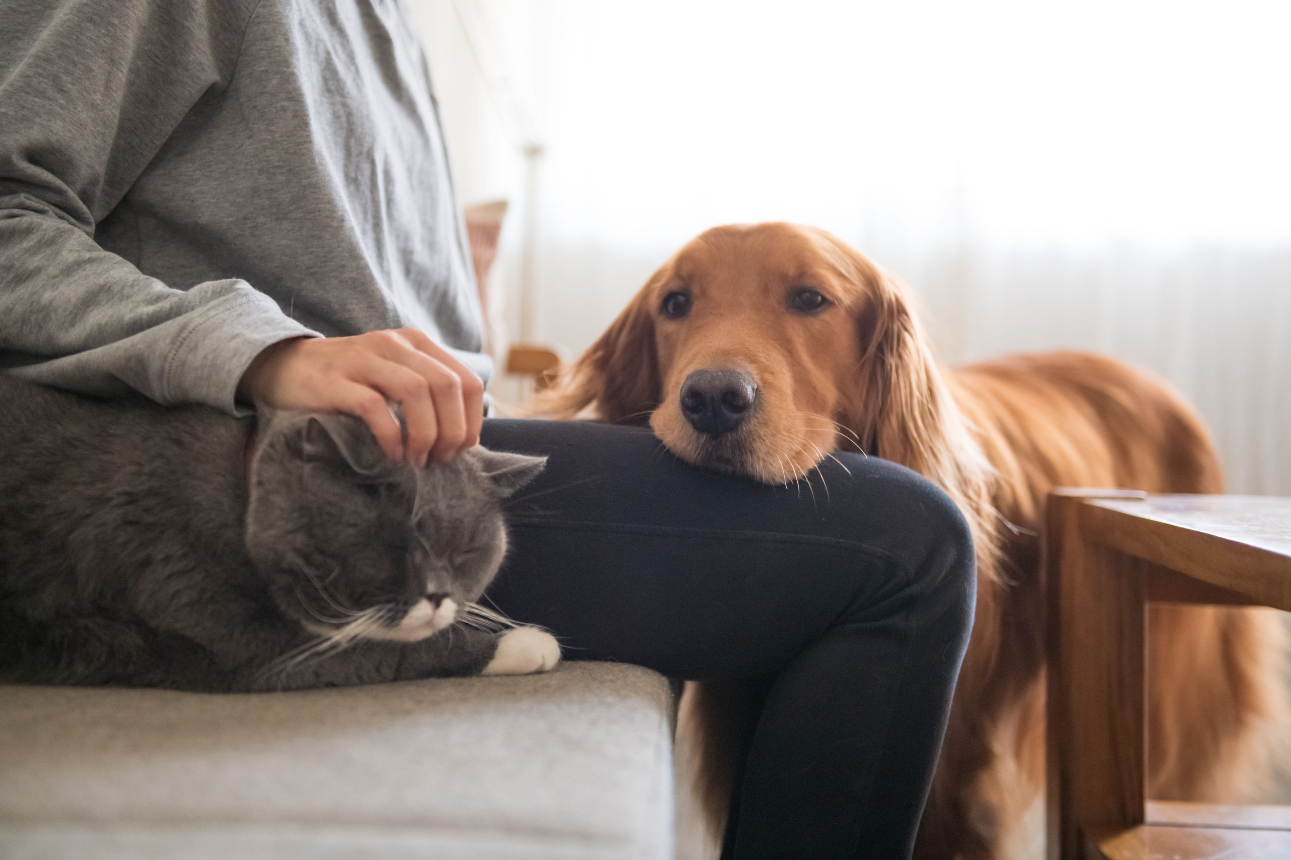 Embrace Pet Insurance coverage joins acclaimed pet insurance coverage market