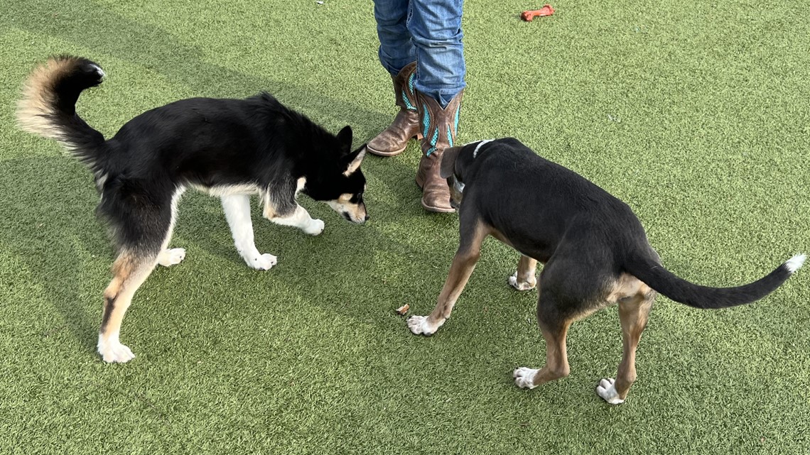 KAGS Brazos Buddies pets of the week: Andor and Allen