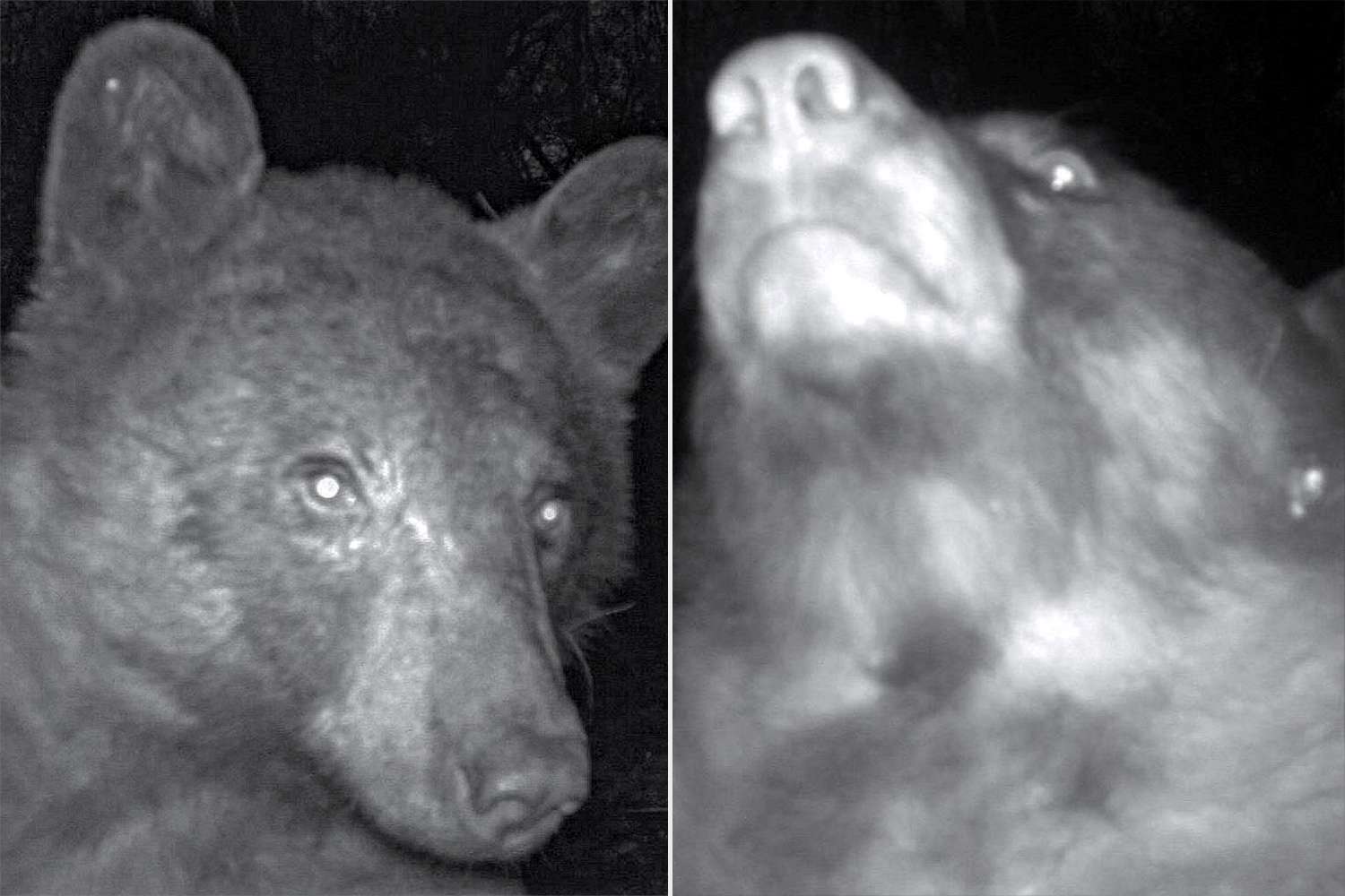 Colorado Park Rangers Uncover 400 Bear Selfies on Path Digital camera