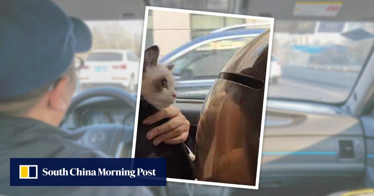 ‘Pets are household’: lady and kittens take 26-hour journey house for Lunar New Yr – South China Morning Submit