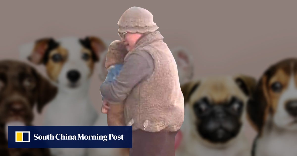 Pet ardour: 50 million in China categorical animal feelings as detective finds misplaced pup – South China Morning Publish