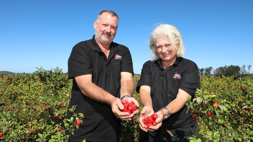 Queensland growers endure a season for the ‘historical past books’ with moist winter and funky summer time