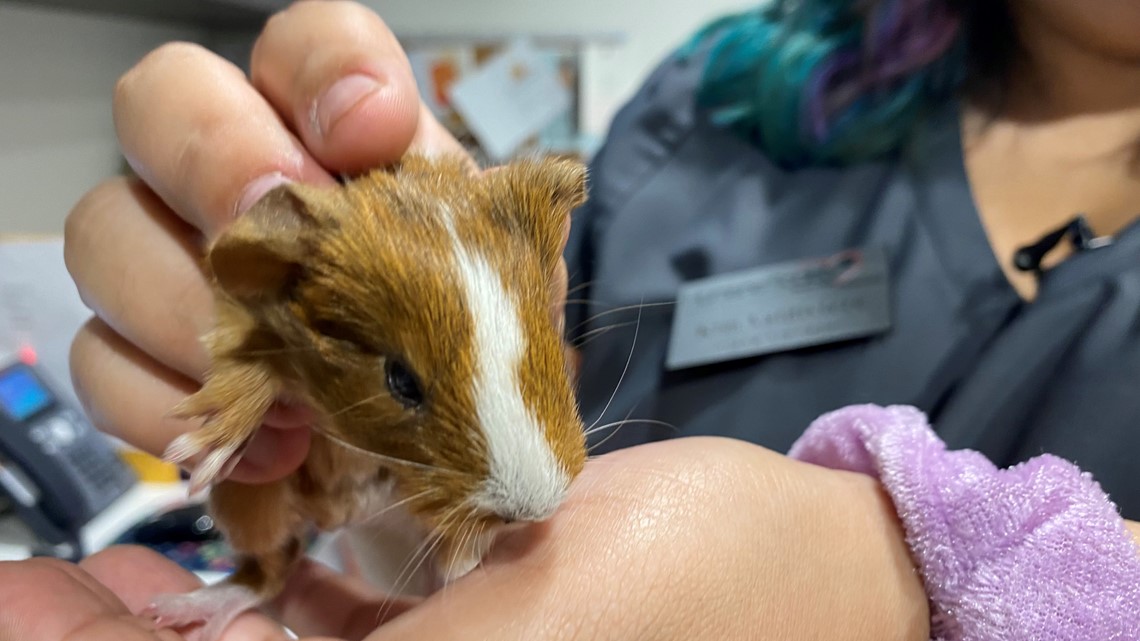 Austin Guinea Pig Rescue in search of assist after pets discovered dumped round Central Texas