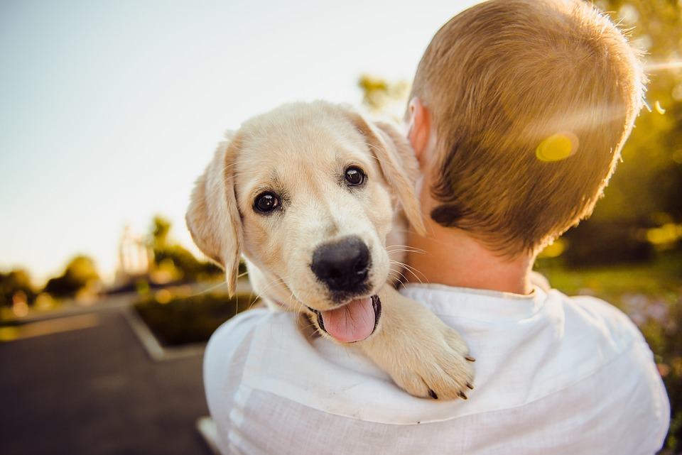 Vaccinate pets towards rabies – South Coast Herald