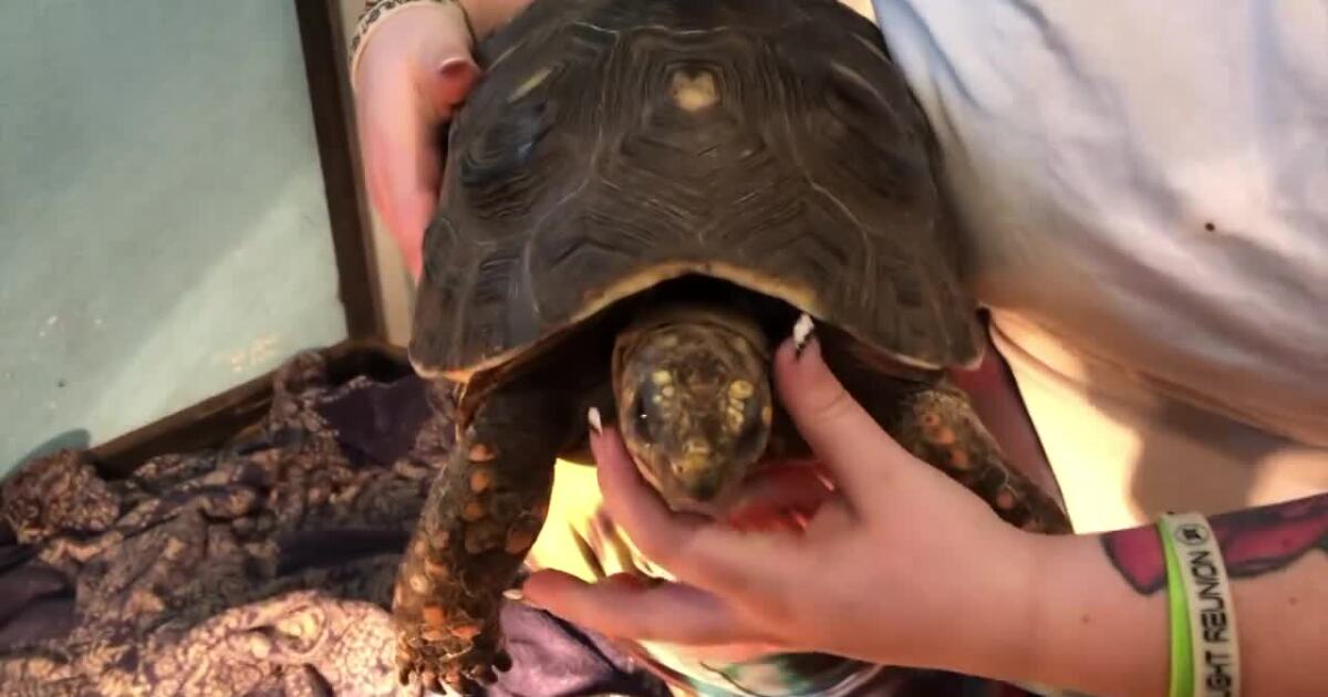 Missoula non-profit dedicated to caring for, rehabilitating unique pets