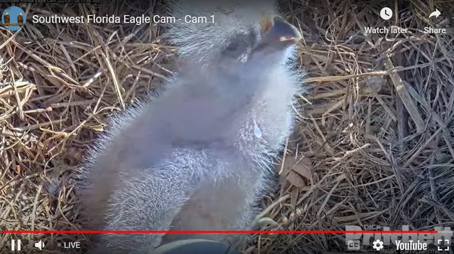 Fort Myers eagle cam reveals newly hatched chick and one on the best way