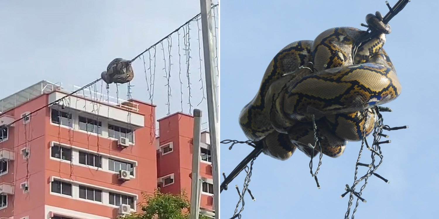 Python Coiled Round Avenue Lighting In Choa Chu Kang Attracts Crowd, Rescued By ACRES