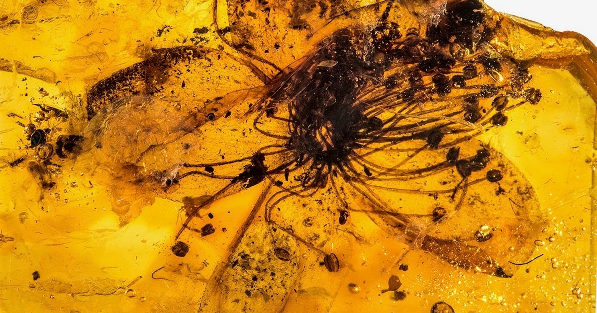 This Magnificence Is the Greatest Historic Flower Ever Discovered Preserved in Amber