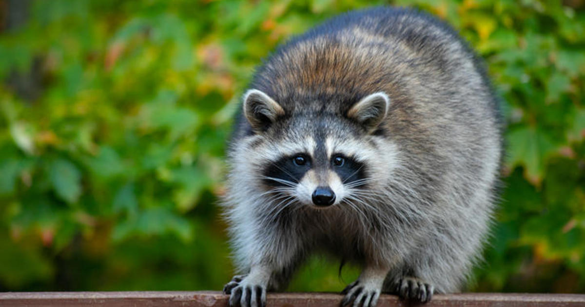 Rabid raccoon present in Pasadena, Maryland, might have contaminated pets