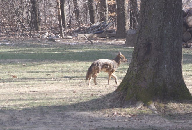 Tips on how to defend your canine. pets from coyote assaults: It is mating season