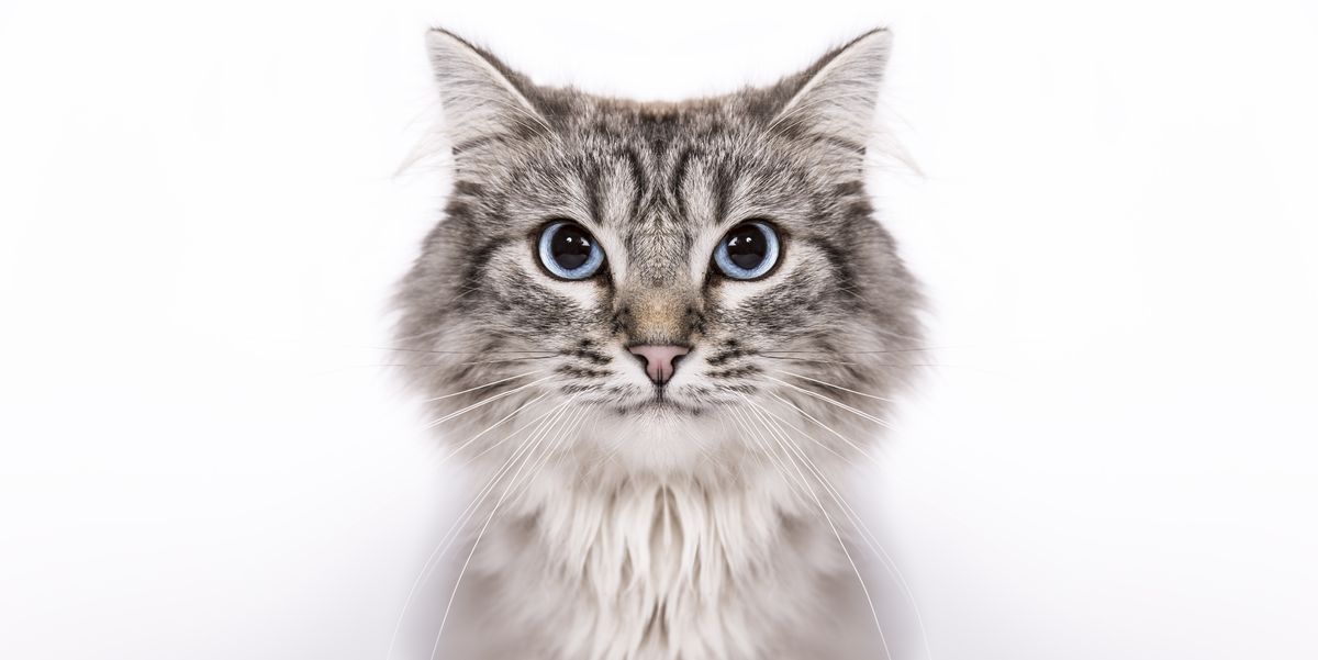 The Friendliest Cat Breeds That Make Nice Pets